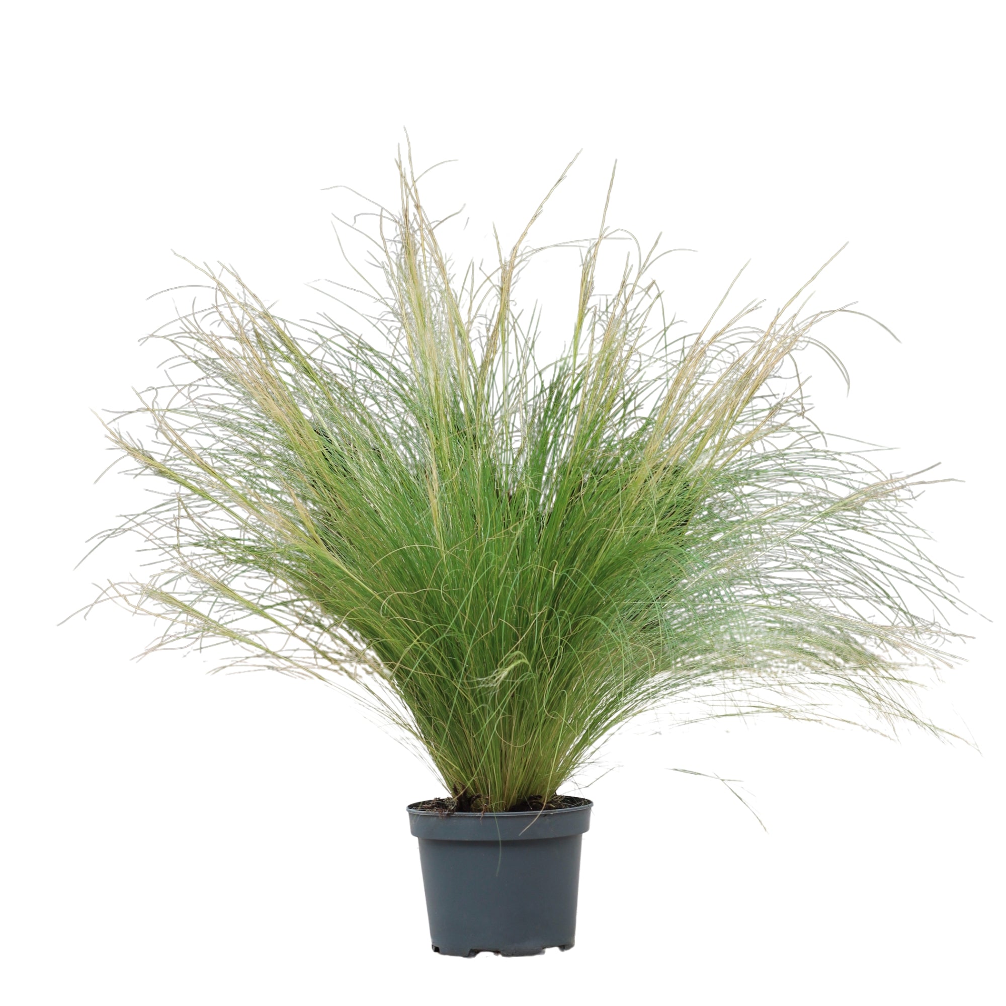 Stipa Tenuissima | Erva-das-Penas